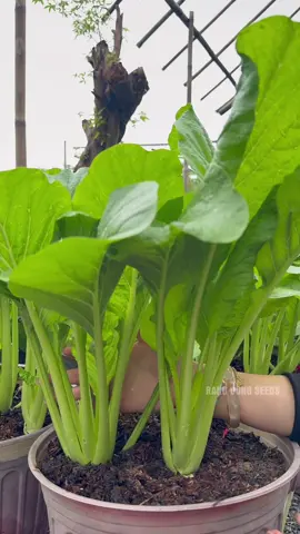 Cải ngọt khổng lồ bà con ơi 