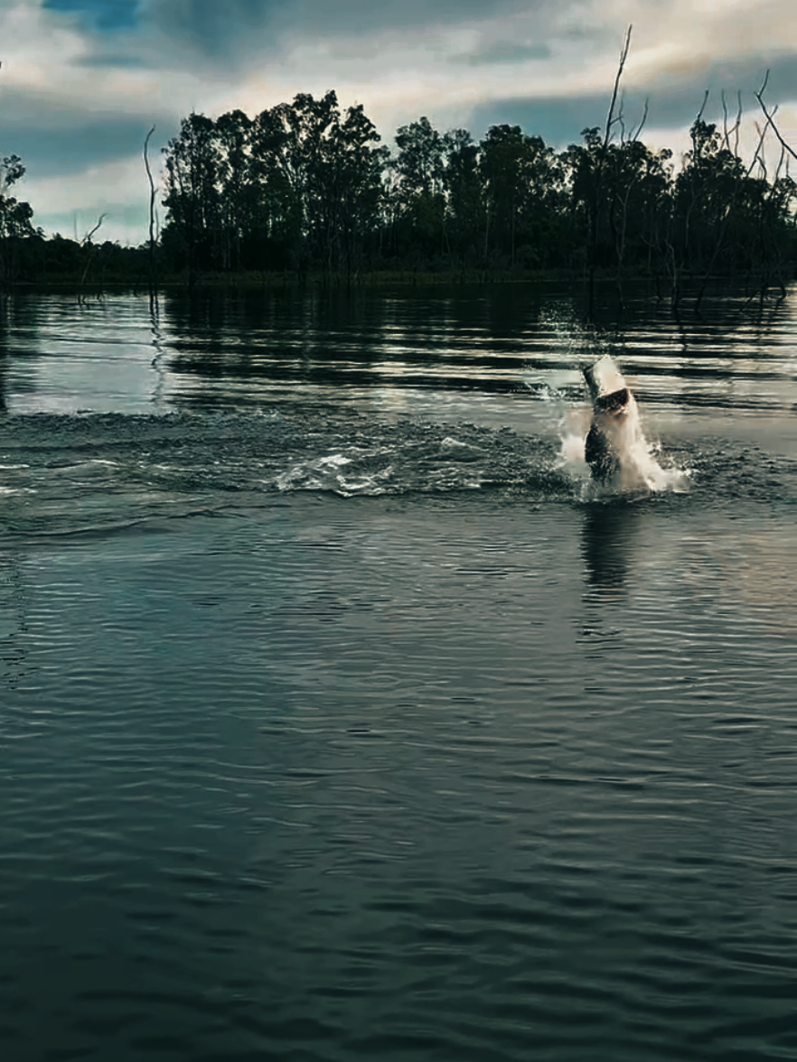 Tarian Barramundi Babon #mancingmania #ultralightfishing #barramundi #fishinglife #mancing 