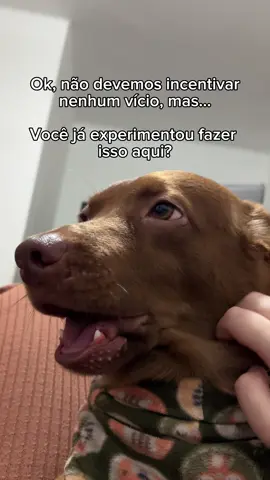 É viciante 🤣 Só eu tenho esse vício? 🥲 . . #cachorros #doguinhos #vidadepet #vidadecao #cachorrofofo 
