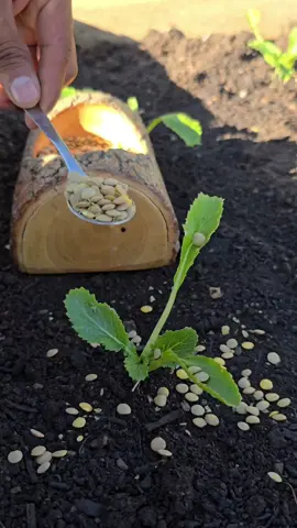 In this video I show you how to turn simple lentils into a powerful natural bio-stimulant that accelerates root growth in seeds and young seedlings. This homemade extract is rich in enzymes and natural plant hormones that help roots grow faster, absorb more nutrients, and adapt better during transplanting. Easy, cheap, and extremely effective. #Gardening #RootBooster #Lentils #PlantCare #OrganicFertilizer 