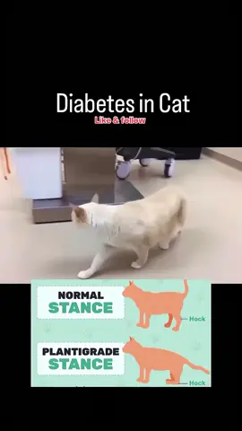 🐈🐈Feline diabetes & Plantigrade stance. ✅Notice how this cat’s back legs look lower and the hocks almost touch the ground.that’s called plantigrade stance and it’s one of the classic signs of diabetic neuropathy in cats 🐱 #trending#fyp#viral#tiktok#catsoftiktok