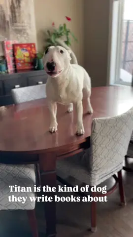 He’s got his own book deal #dogsvideo #bullterrierworld #dogs #bullterrier #dogsoftiktokviral 