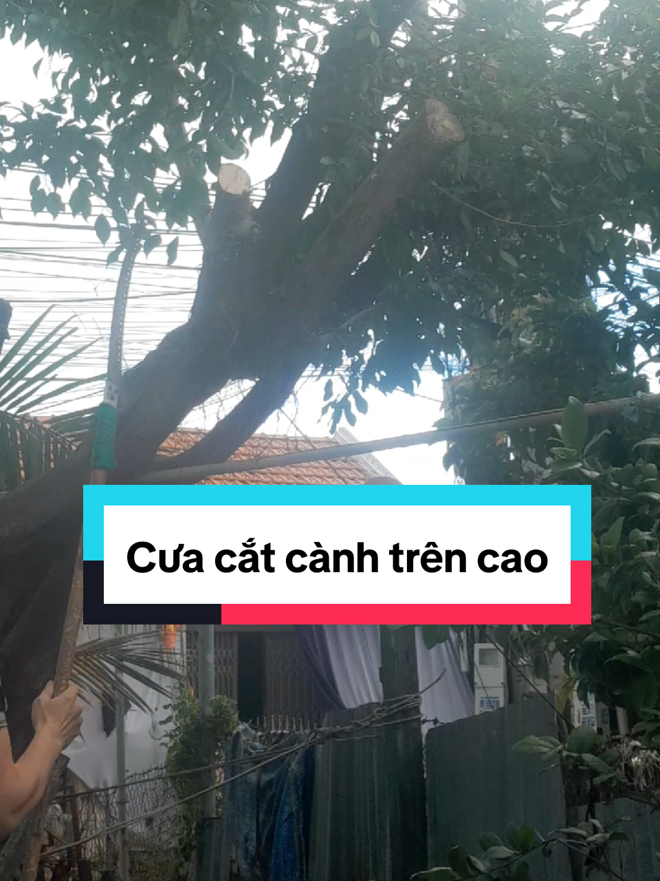 Cưa cắt cành trên cao #cuago #cuagocamtay #cuacatcanhtrencao #cuagocaocap #dungcutienich 