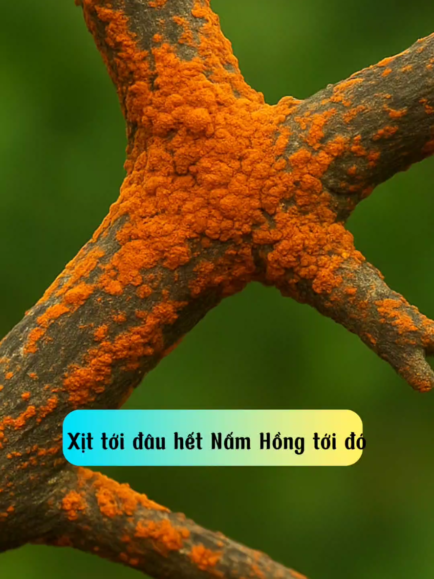 Nấm hồng sạch bong #maivang #namhong #tet2026 #2026 #tet 