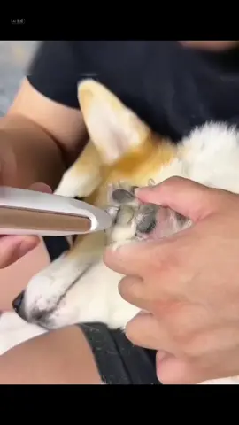 みなさん、ワンちゃんやにゃんちゃんの足の毛、どのくらいの頻度で剃ってるんですか？#猫 #猫のいる暮らし #犬 #犬のいる生活 #ペット 
