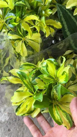 Ngũ gia bì var cây nhỏ nè. #caycanh #garden #decor #plants #video 