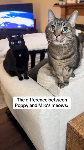 The difference is so funny to me 😂 #foryou #foryoupage #cats #catsoftiktok #viral 