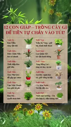 Không muốn giàu lên thì bạn bỏ qua video này !#phongthuy #cayphongthuy#phongthuytamlinh#caytailoc