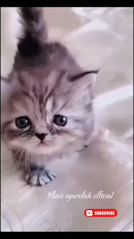 suara anak kucing #hiburan #catlovers #shortvideo #fyp #kittycat 