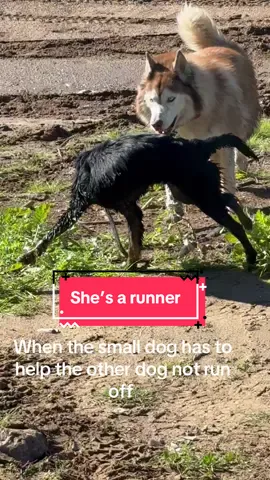 #Running #dog #fyp #escapeartist #dogsoftiktok 