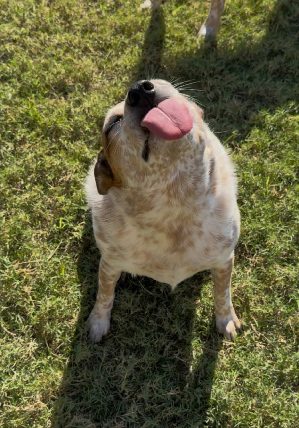 I think Sydney won this trend! Tell me I’m wrong 😂 #heeler #funny #cattledog #funnydog #dogsoftiktok 