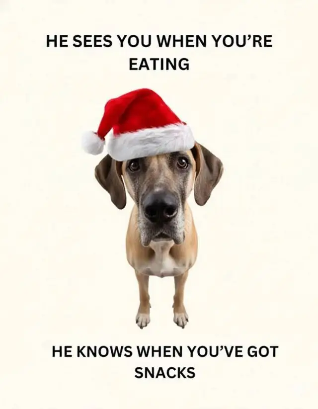 #dog vs #christmas #funny #reality #humor 