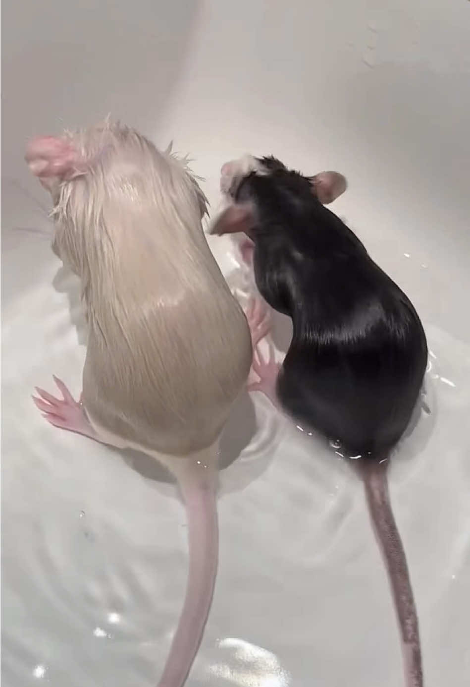 Silky mice #pet #rat #cuteanimals #ratsoftiktok #fypシ゚viral 