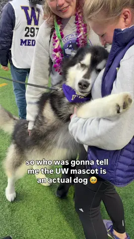 he’s such a good boy #uwhuskies #cuteanimals #footballtiktok #uofwashington #dogsoftiktok 