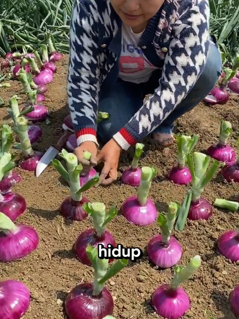Salah satu tanaman yang mudah sekali tumbuh #bawangmerah #fyppppppppppppppppppppppp #pertanian 