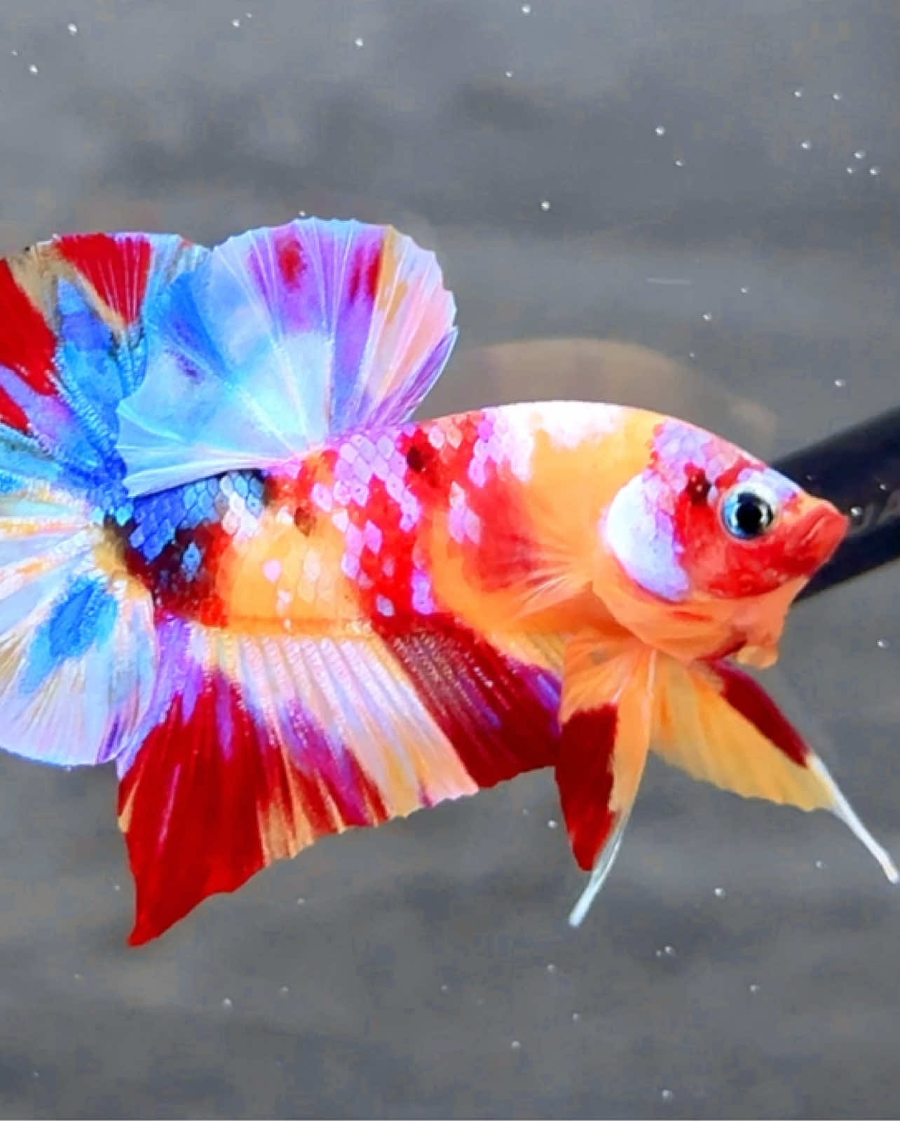 Series Ngắm Betta Mỗi Ngày #80 Nemo Multicolor #tronghieubettafarm #xuhuong #bettafish #bettavietnam