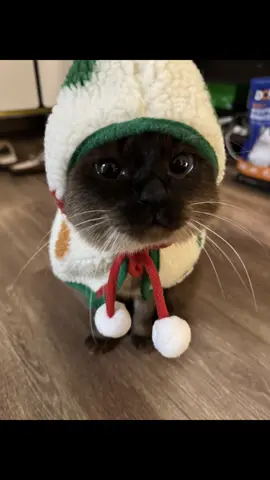 #siamesecat #catsoftiktok #cute 