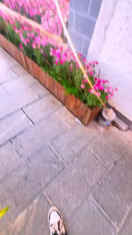 hi