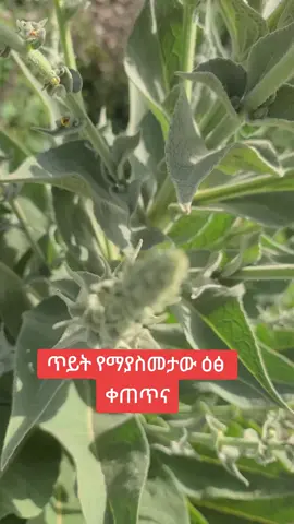 ዐቃቤ ርዕስ (ጥይት የማያስመታ) #fyp #ኢትዮጵያ_ለዘለዓለም_ትኑር🇪🇹🇪🇹🇪🇹 