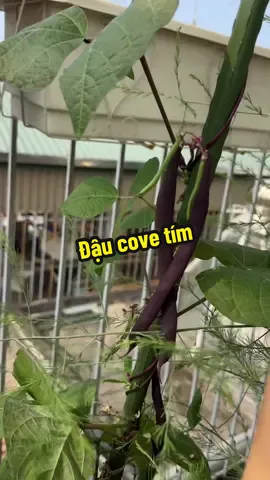 Đậu cove tím trong giỏ hàng kênh em nha #xuhuong #viral #hatgiong #daucovetim #daucove 