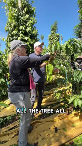 👍 A wonderful day taking two American guests to experience hand-picking coffee with the local farmers. 😊 They were truly excited to learn how coffee is harvested and enjoyed every moment of this authentic experience.  📌 Another memorable journey with Vietnam Two Wheels! #VietnamTwoWheels #CoffeeHarvest #LocalExperience #AuthenticVietnam #DaLatCoffee    