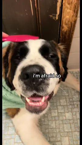 they say all dogs go to Heaven, and i hope that’s true. i just wish we would’ve been able to take you home and give you the best “lasts” instead of you being on the er’s cold floor. #cancersucks #dogsoftiktok #alldogsgotoheaven #fyp 