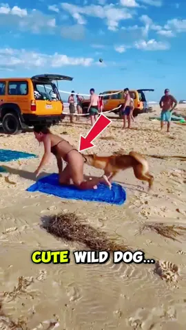The Strange Secret Behind Dingo Behavior#dog #AnimalFacts #fyp 