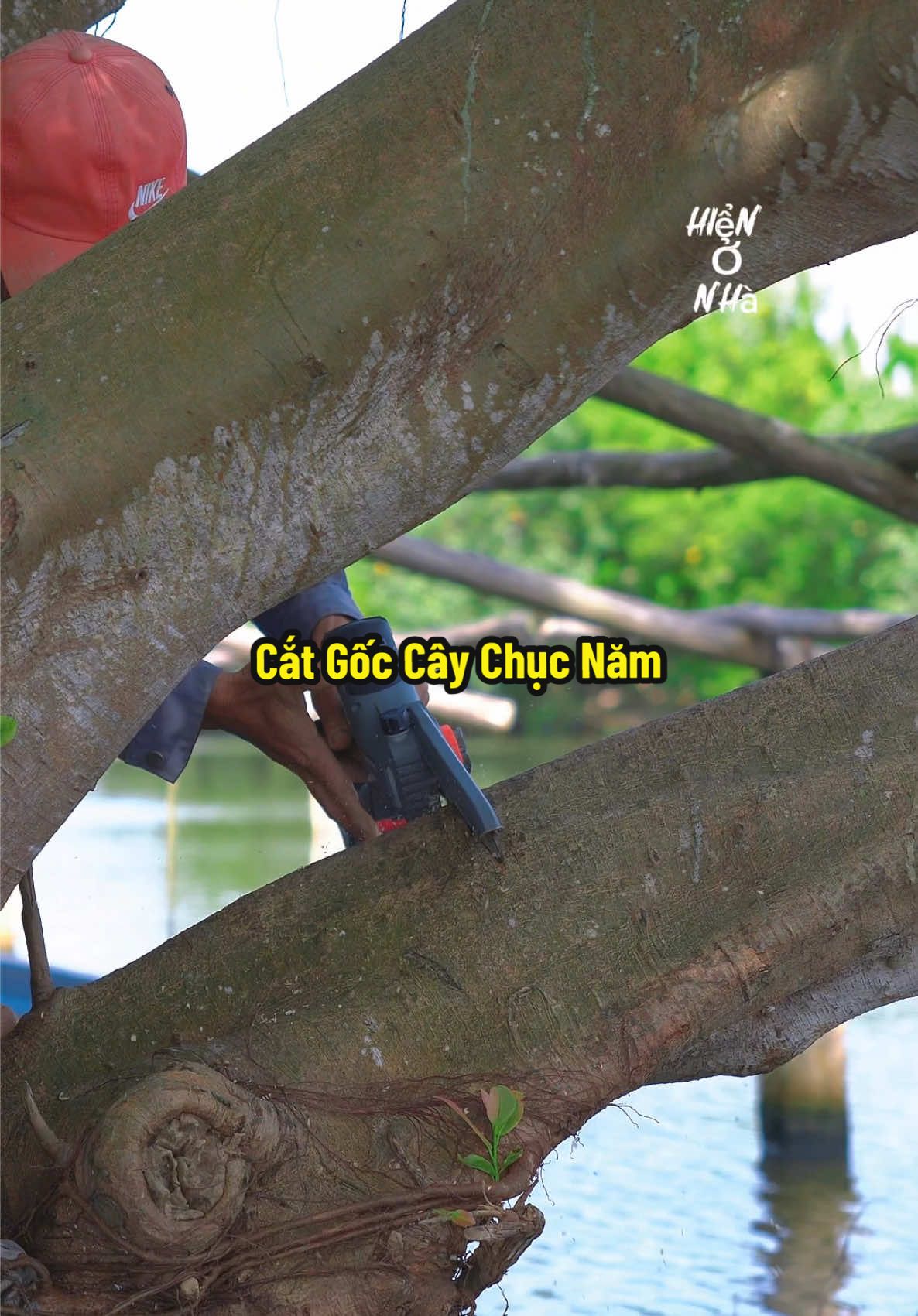 Cắt Bỏ Gốc Cây Hơn Chục Năm Bằng Em Cưa Pin Drama Nha #hienonha #cuapincamtay 