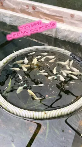 Molly. #molly #fish #aqurium #foryou #viral 