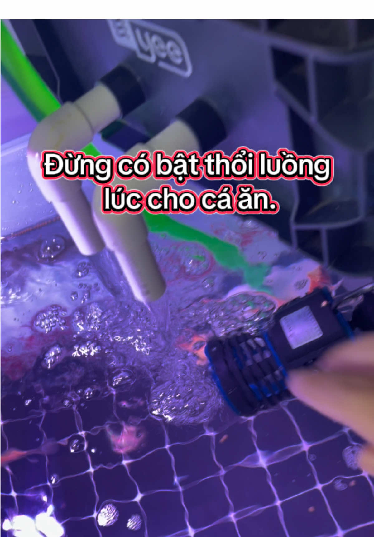 Dùng thổi luồng hồ cá đúng cách. #thoiluong #thoiluongbeca #thoiluonghoca 