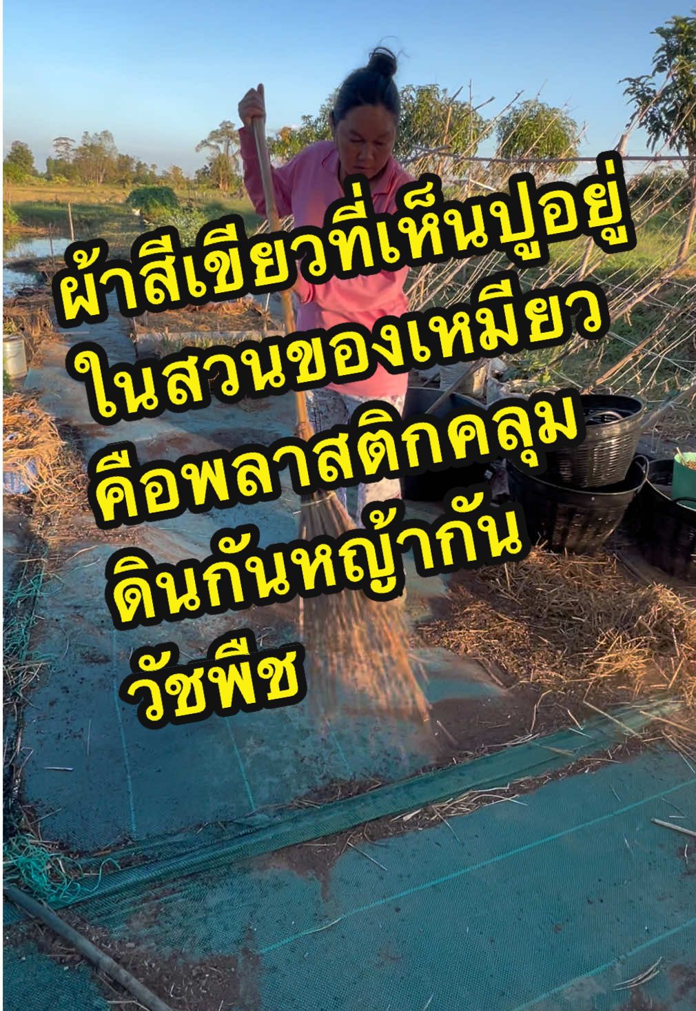 ตอบกลับ @Su ผ้าสีเขียวที่ปูเป็นพชาสติกคลุมดินคลุมวัชพืชกันวัชพืช #พลาสติกคลุมดิน #พลาสติกคลุมดินกําจัดหญ้า #ผ้าคลุมดินกําจัดวัชพืช #ผ้าคลุมดิน #ผ้าคลุมดินกําจัดหญ้าและวัชพืช 