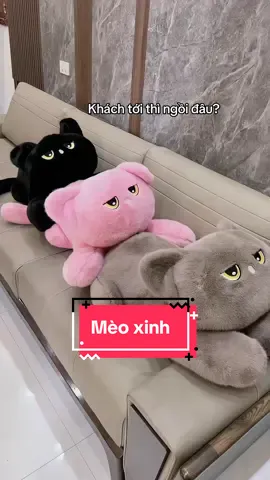 Khách tới sẽ được ôm 3 em mèo này #gauxinh #quatang #trending #meoxinh #meow 