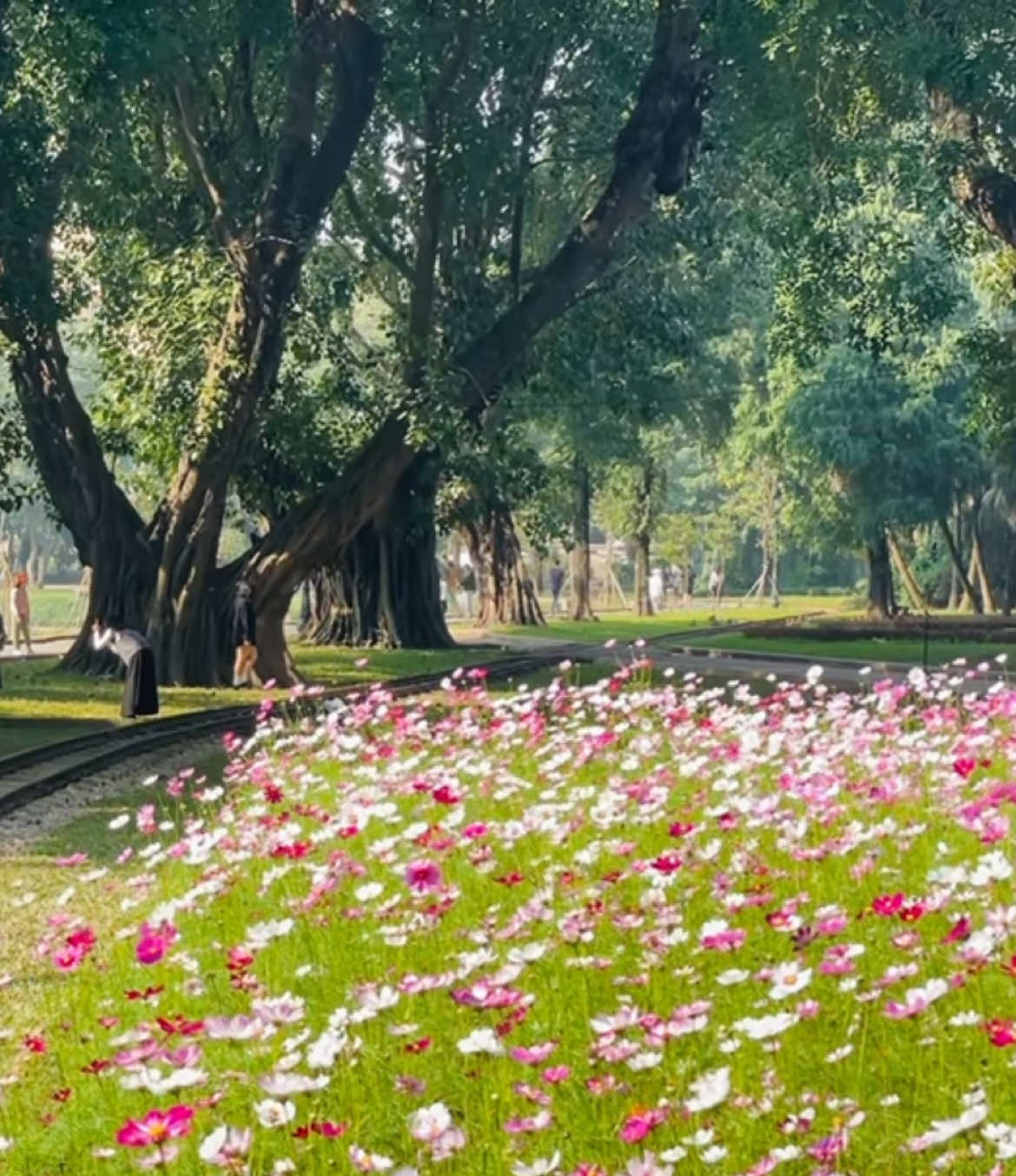 Công viên Thống Nhất những ngày này 🌱🌼 #congvienthongnhat #hanoi #healing 