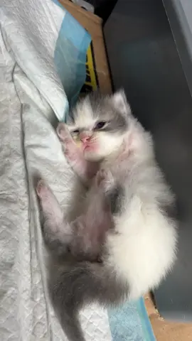Cengkeweng? #kucing #kitten 