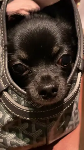 #CapCut #chihuahua 