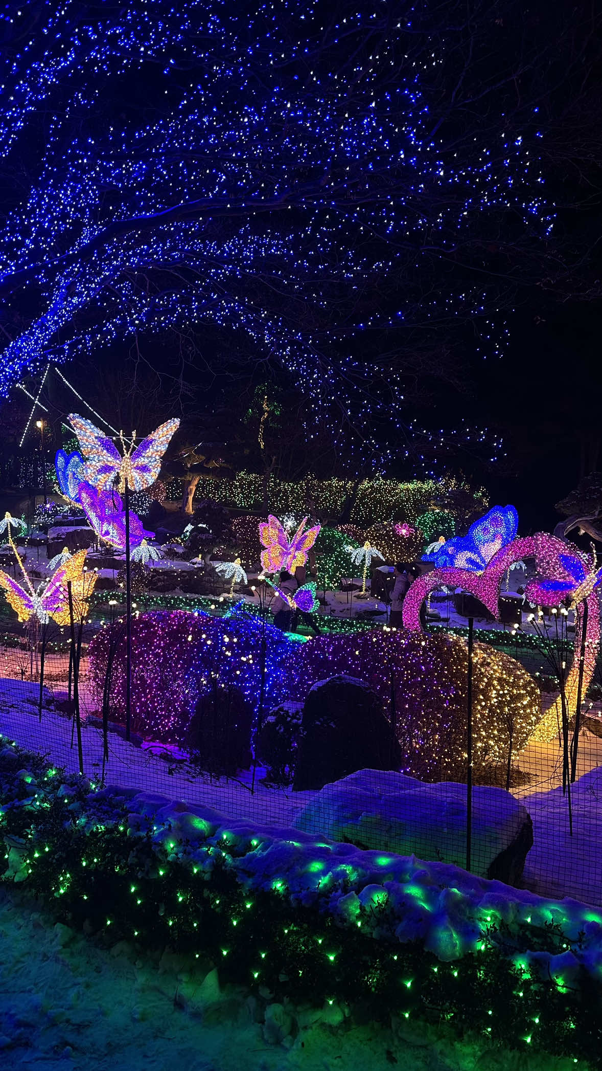 📍The Garden of Morning Calm 🎄❤️✨  #korea #boricuaenkorea #lightingfestival #thegardenofmorningcalm #christmas2025 