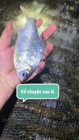 Một em đèn năng lượng mà mình thấy rất tiết kiệm điện, dùng khi mất điện hay để thắp sáng như mình bắt #cá đây cũng ok này. #dennangluongmattroi #tpsolar #reviewthat #chinhang