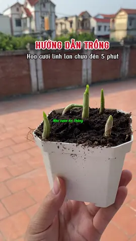 Hướng dẫn trồng hoa cưới linh lan #hoadepbonmua #nhavuonanthang #nhavuonthangan #hoalinhlan #hoacuoilinhlan 