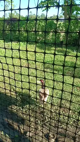Secure your garden or orchard with this durable chicken net! Made of flexible mesh and available in multiple lengths, this plastic fence net is perfect for poultry breeding and keeping your outdoor space safe.  #ChickenNet  #GardenFence #PoultryBreeding #OutdoorProtection  #plasticfencenet 