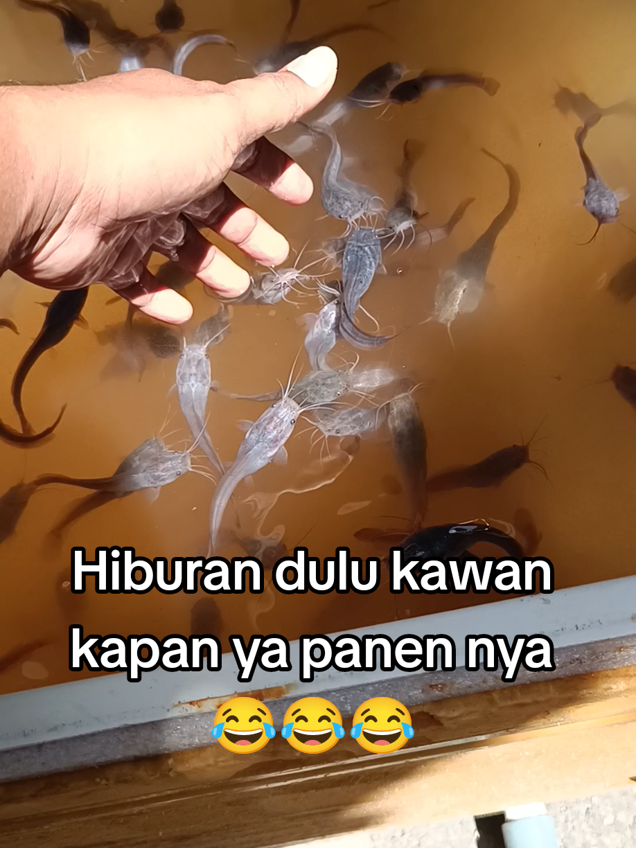 hiburan duluu kawaan..  ikan lele dalam bokul khas, pelihara ikan lele dalam box kulkas bekas, ikan lele #lele #ikanlele #budidayalele #ternaklele ikan