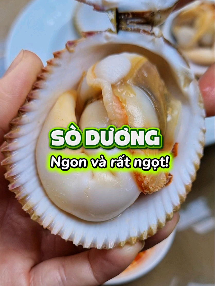 Sò dương - một loại hải sản được nhiều người yêu thích bởi hương vị ngon ngọt tự nhiên,  thịt sò dương dai giòn và rất ngọt, vị ngọt đậm đà mà khi ăn mình cảm nhận được liền. #viralvideo #haisan #soduong #ly_mehaisan #haisanngonthuhettungcon 