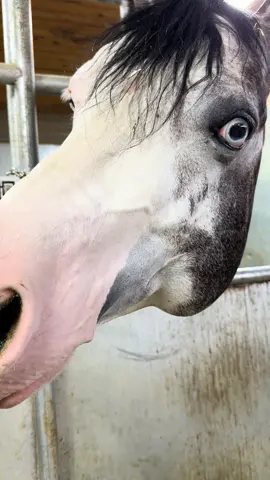Versace would rather eat his treats than care about his social media comments #fyp #treats #barnlifeisthebestlife #horsetok 