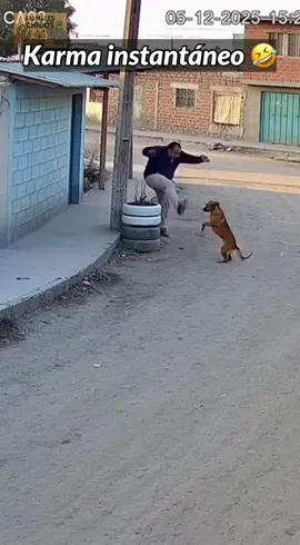 Viejo borracho, eso le pasa por meterse con lomitos #dog #karma 
