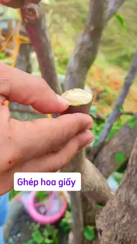 Ghép cây hoa giấy  #hoagiay #ghephoagiay #ghepcaytrong  #bonsai  #caycanh 