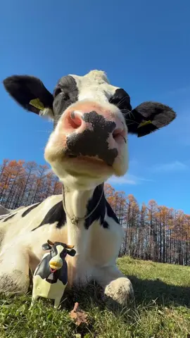 #foryoupage #cow #eating #meme #sound 
