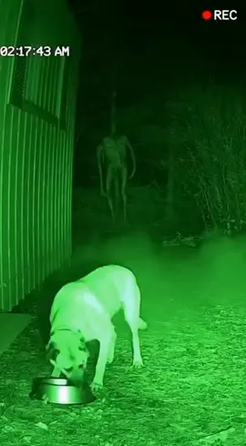 Something wasn't right outside this house... and the CCTV caught everything.