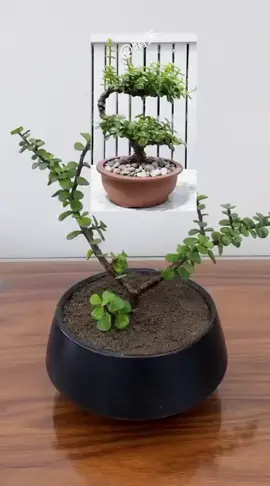 #plantingtips #Jade #Growing #A super simple yet beautiful jade plant arrangement! 