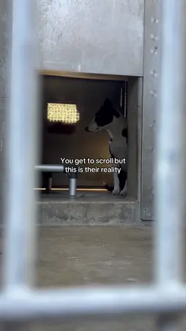 Rows of dogs waiting, deteriorating, hoping someone walks in for them. South LA Animal Shelter — please foster, adopt, share. #fyp #dog #adoptdontshop #losangeles #animals 