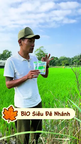 Lúa Sao Sạ nên Dùng Gì tốt cho Lúa về sao thu hoạch #phuocphanphoiphanbon #biovivietnam #biosieudenhanh #phanbonla #phanbonhuuco  @Phước Phân Bón  @Phước Phân Bón  @Phước Phân Bón 
