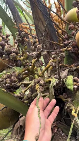 #duongdua #coconut #duaa #thuocbvtv #thuocbaovethucvat 